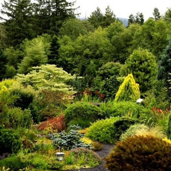 Evergreens